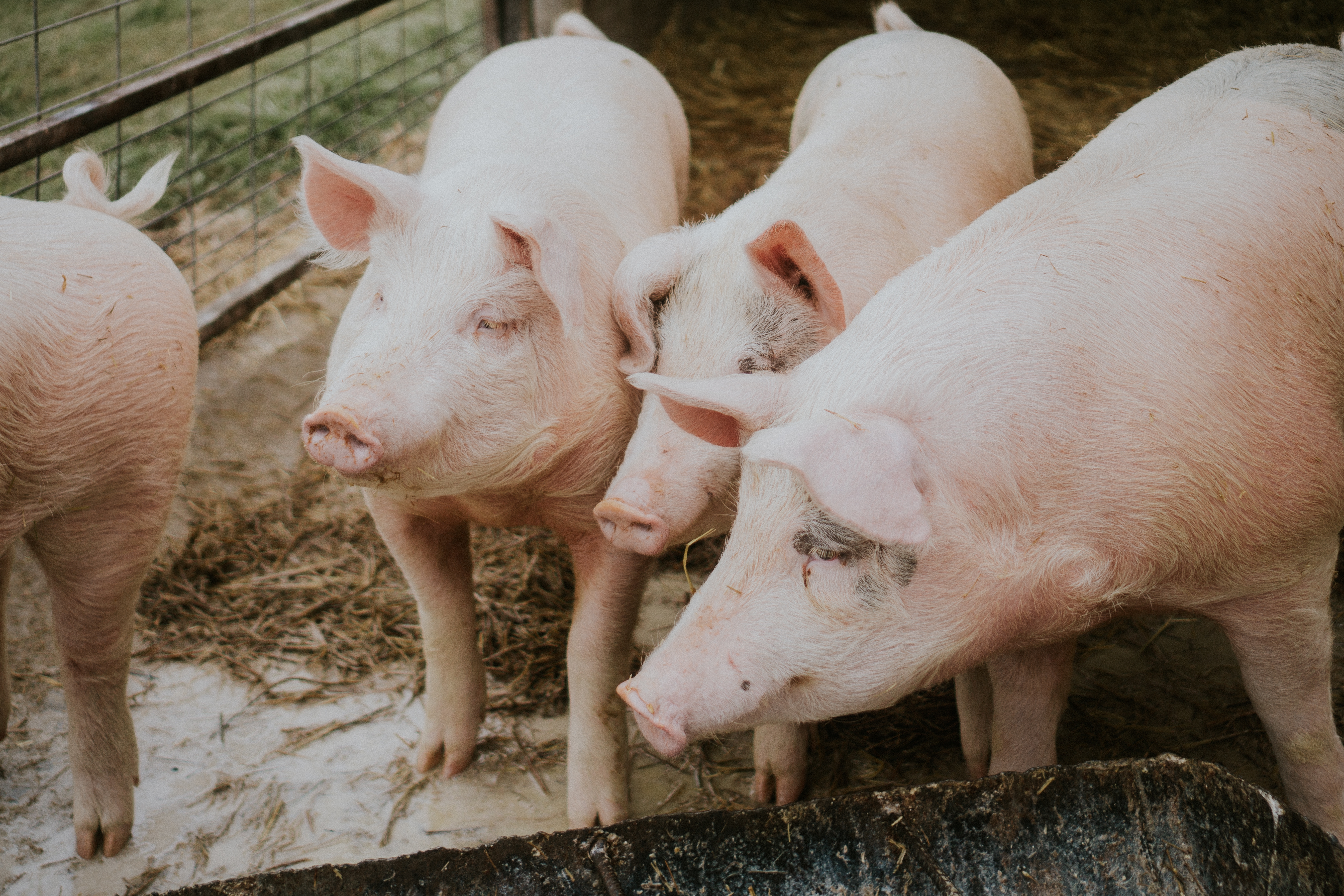 ANSVSA avertizeaza in privinta riscurilor aparitiei pestei porcine africane