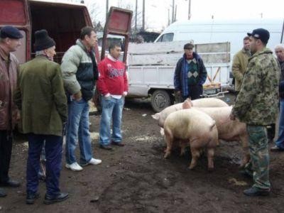 Campanii ample de informare a populatiei cu privire la riscurile pestei porcine africane