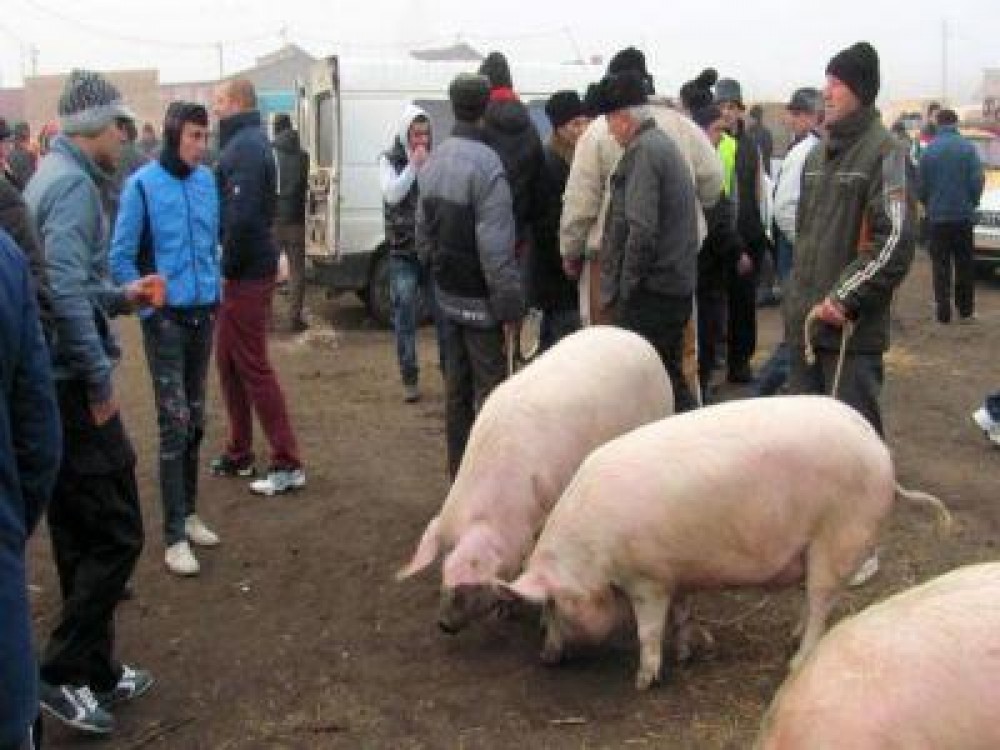 Autoritatile nu stiu inca data la care se vor redeschide targurile de animale