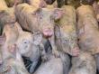 Situatia actualizata a evolutiei pestei porcine africane si a despagubirilor acordate