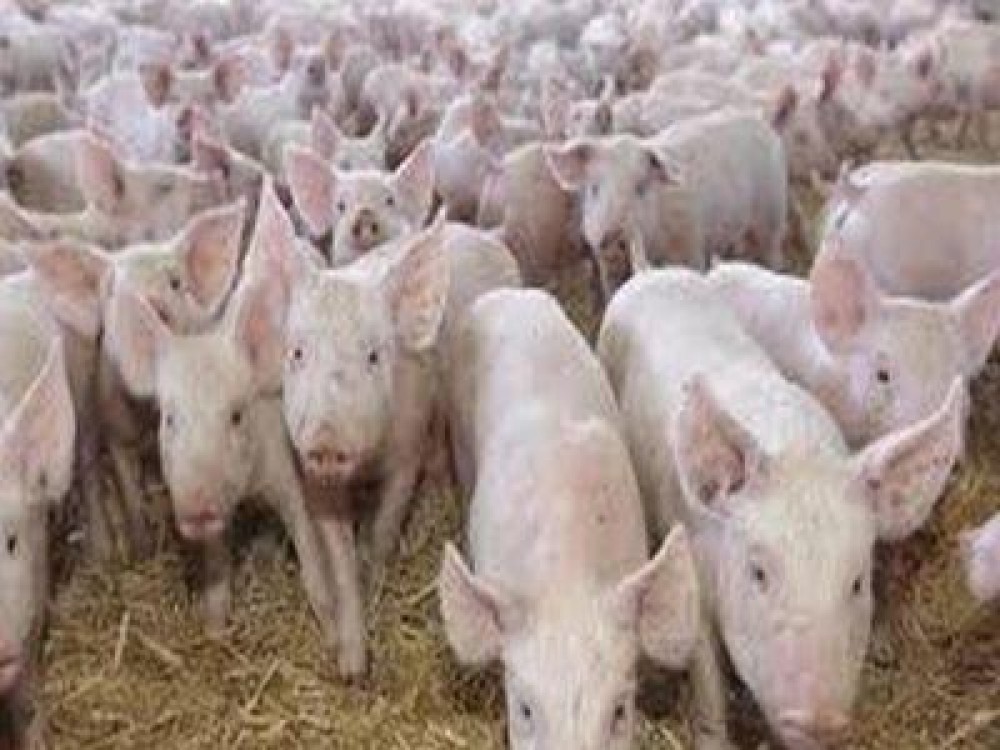 Pesta porcina africana a ajuns la cea mai mare ferma de porci din Romania