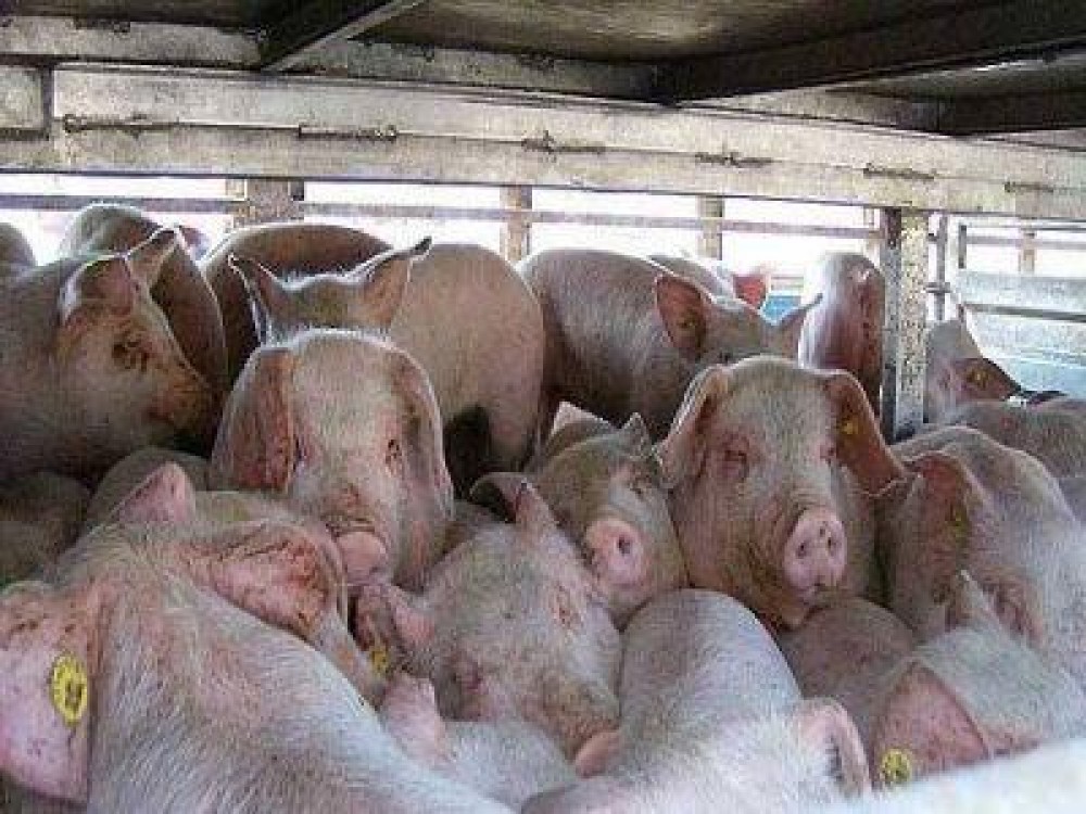 Un transport de porci vii catre republica Moldova, blocat de cateva zile in vama Albita