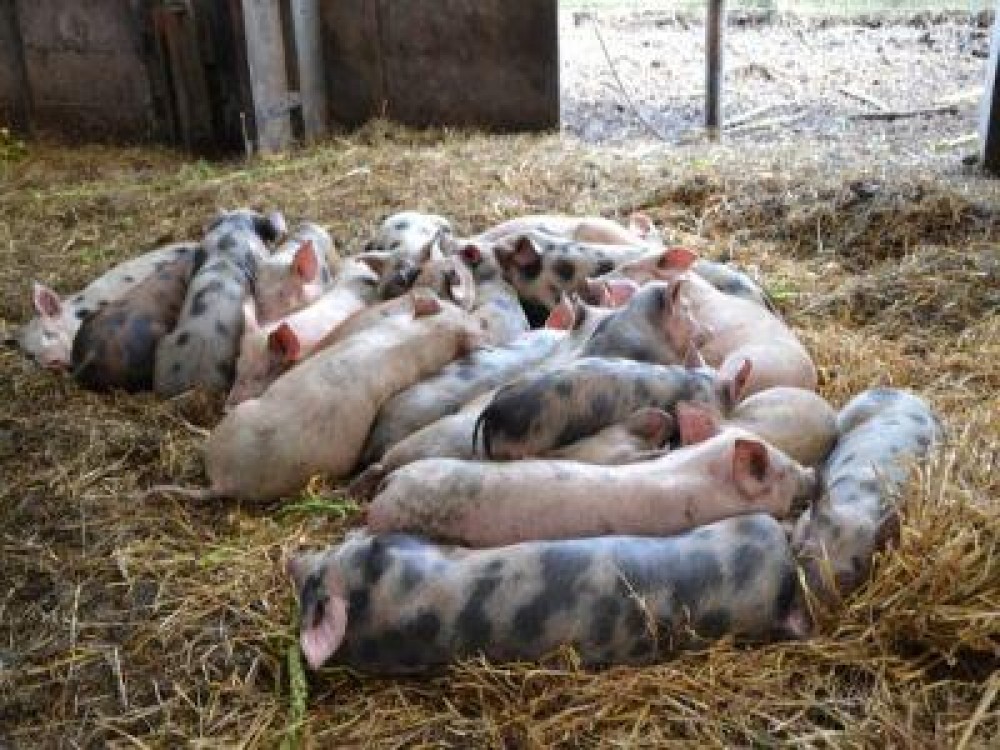 Daea cere de la Comisia Europeana bani pentru despagubirea fermierilor afectati de pesta porcina africana