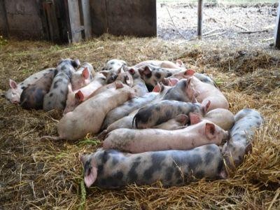 Daea cere de la Comisia Europeana bani pentru despagubirea fermierilor afectati de pesta porcina africana