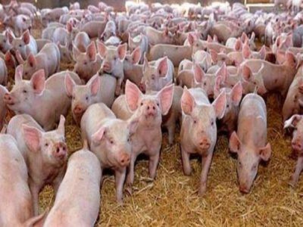 Ce pasi trebuie sa urmeze fermierii care doresc sa primeasca despagubiri pentru pesta porcina africana