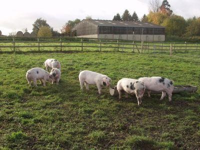 Cresterea porcilor in gospodariile populatiei nu va fi restrictionata in niciun fel