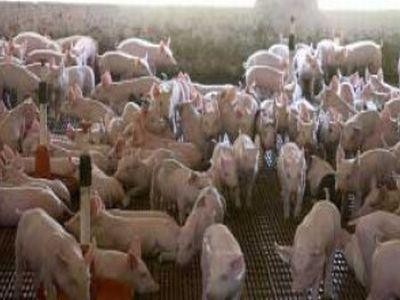 Programul „Carne de porc in fermele romaneşti” asteapta acceptul Comisiei Europene