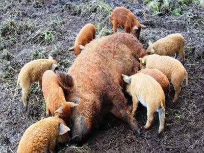 Primele plati catre furnizori, in cadrul programului de sustinere a raselor de porci Bazna si Mangalita