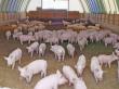 Legea privind schema de ajutor pentru crescatorii de porci, trimisa la reexaminare