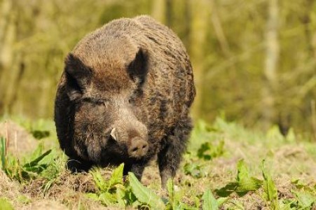 Salaj: Culturile agricole puse in pericol de porcii mistreti