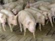 Trei focare noi de pesta porcina africana, confirmate in Maramures