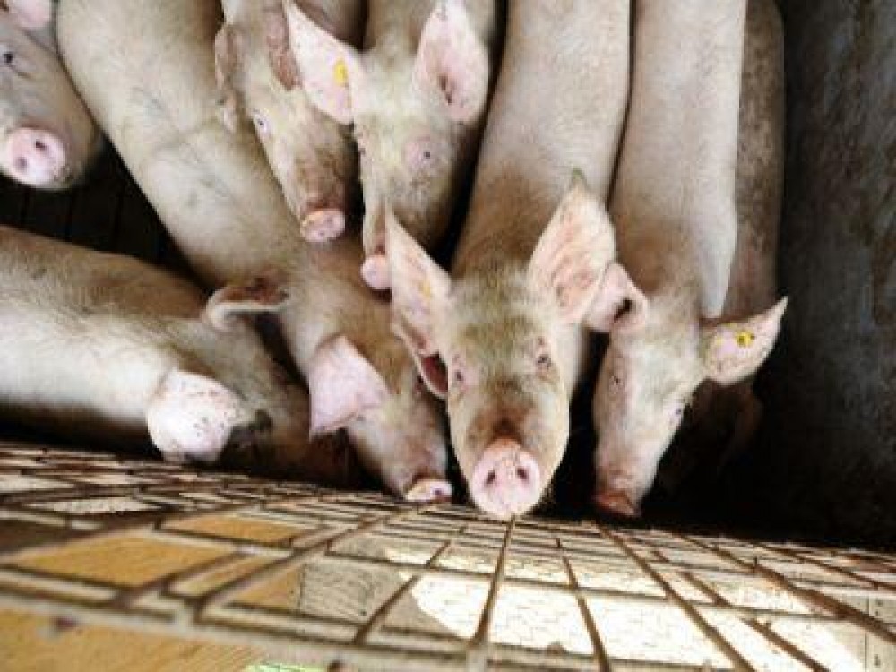 Peste 44.500 de porci sacrificati la Tulcea, dupa confirmarea virusului pestei porcine africane