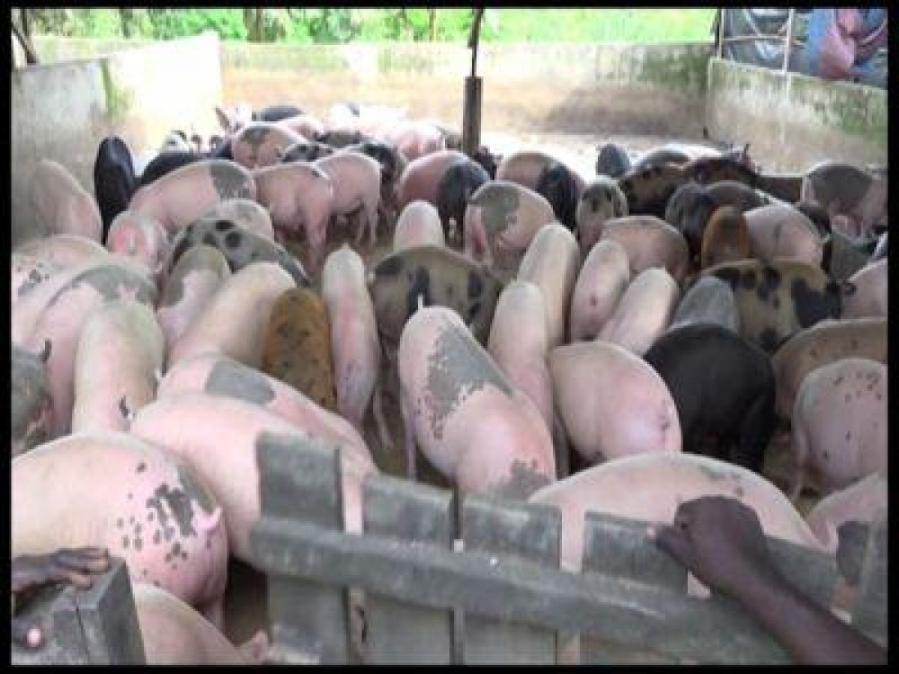 In ce conditii pot beneficia de despagubiri crescatorii de animale