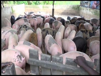 In ce conditii pot beneficia de despagubiri crescatorii de animale