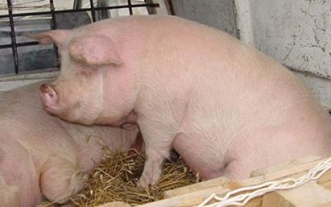 O noua sesiune de depunere a cererilor de ajutor pentru crescatorii de porcine