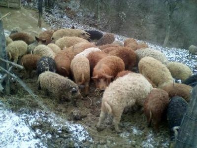 Aproape 100 de purcei din rasele Bazna si Mangalita au ajuns gratuit la crescatorii din tara