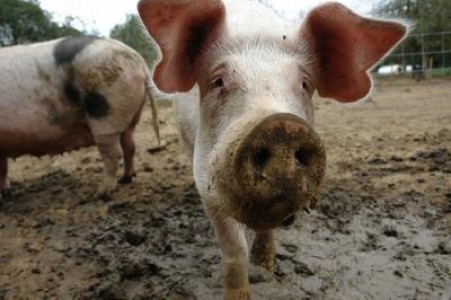 APIA ofera adeverinte crescatorilor de porci beneficiari ai platilor pentru bunastare animalelor