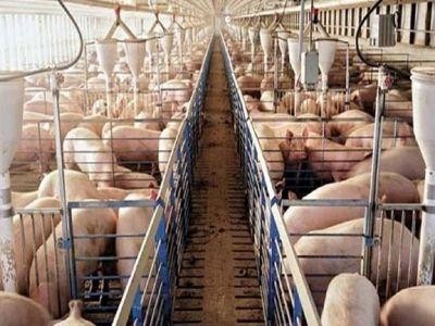 Ajutor de minimis pentru producatorii mici si medii de carne de porc