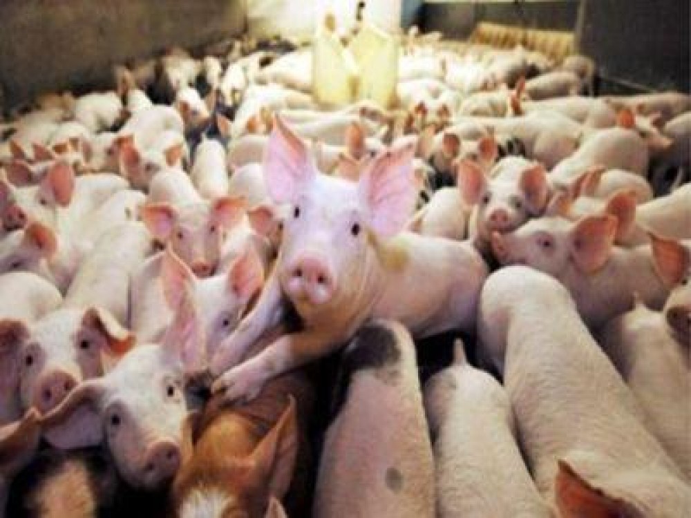 Elvetia a interzis importurile de porci din Romania si din alte cateva tari europene