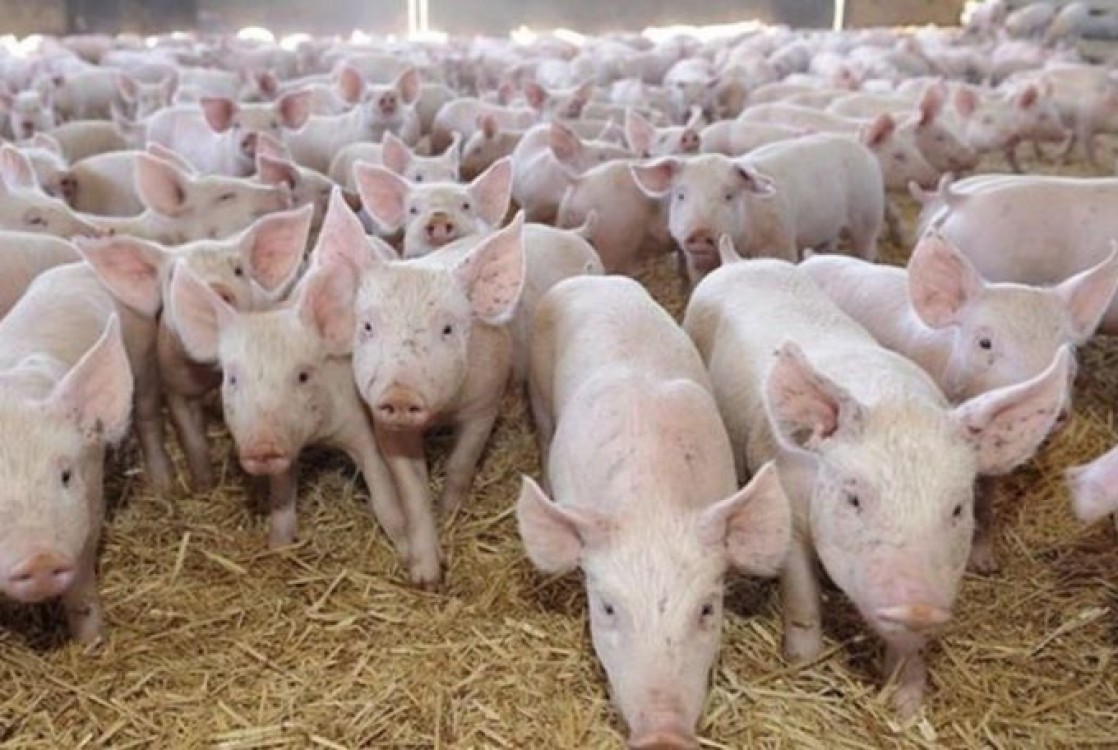 ANSVSA: Pesta porcina, activa in 246 de localitati