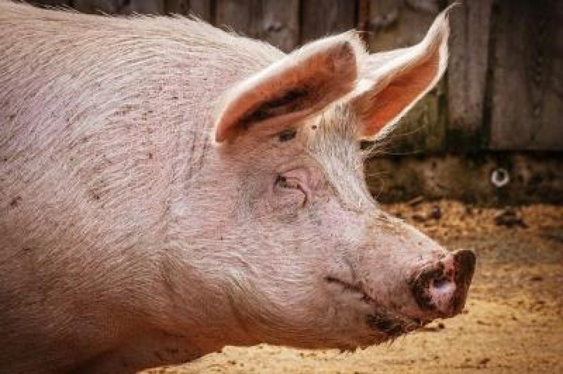 Peste 25.000 de porcine, sacrificate in Timis din cauza PPA