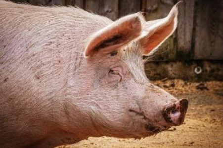 Peste 25.000 de porcine, sacrificate in Timis din cauza PPA
