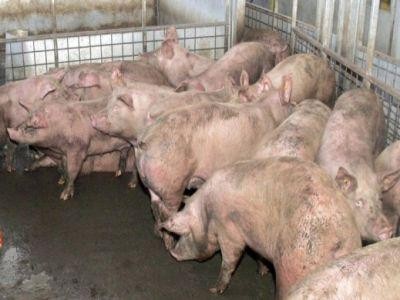 APIA: Azi este ultima zi in care se mai primesc cereri de plata pe Masura 215 - bunastarea porcinelor