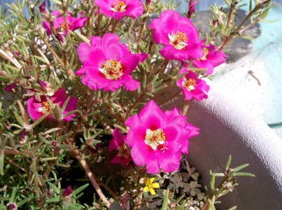 Floarea de piatra: Plantare si inmultire