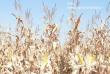 Monsanto: Nu trebuie sa dam tot timpul vina pe seceta pentru productia mica