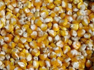 Colaborare Pioneer - Smithfield Ferme: Productii de 10-12 t/ha la porumb, pe lot demonstrativ
