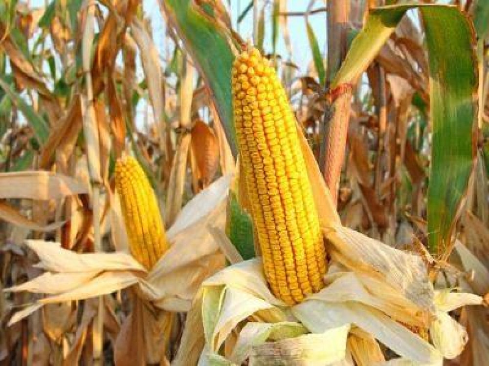 Biocrop - compania care pune accent pe perfomanta