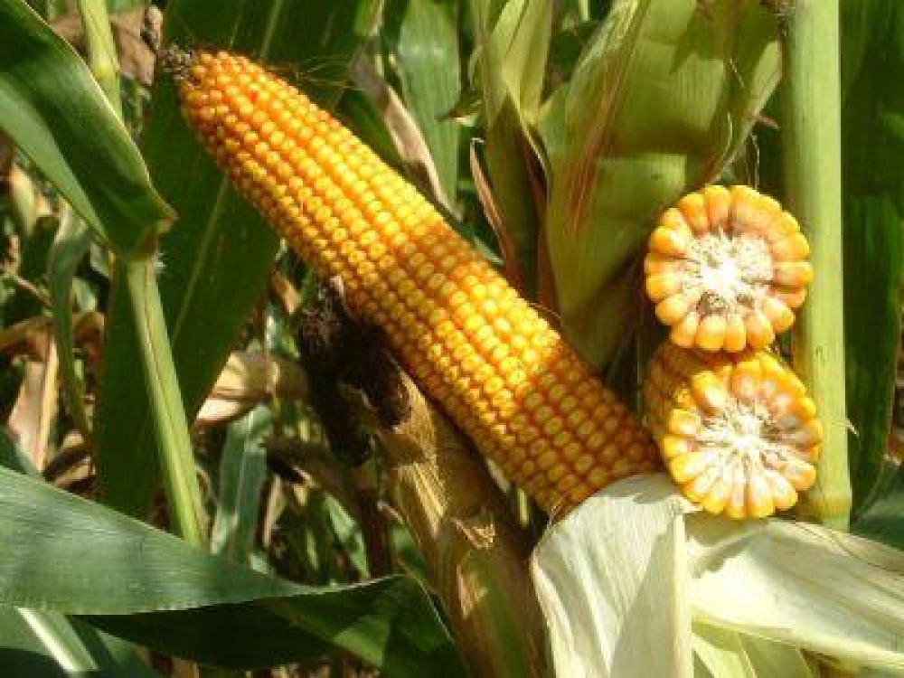 Producatorii de porumb din Romania cer reautorizarea gligosatului pe o perioada de 15 ani