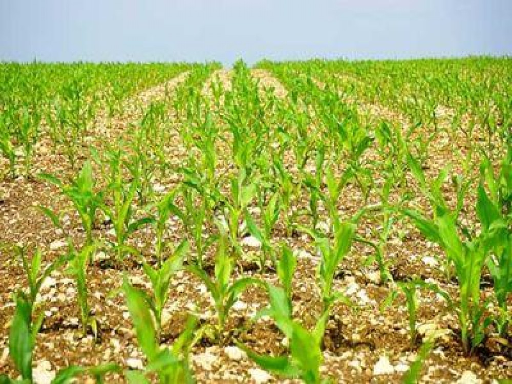 Aproape 3,5 milioane de hectare insamantate pana in prezent cu porumb si floarea soarelui