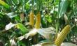 A crescut suprafata cultivata cu plante modificate genetic, la nivel mondial