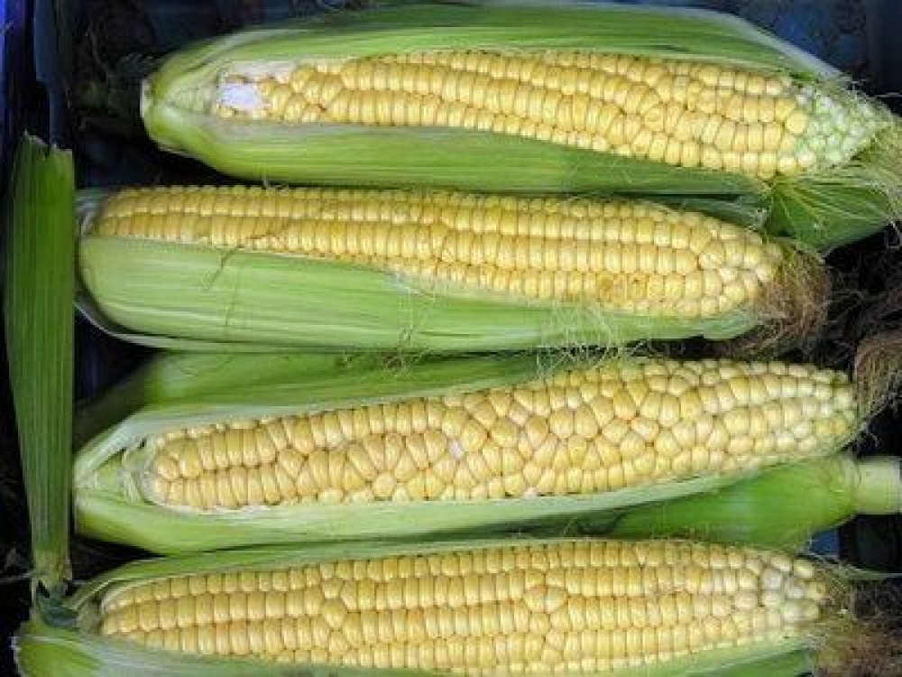 ANSVSA anunta ca monitorizeaza prezenta ingredientelor modificate genetic in alimente