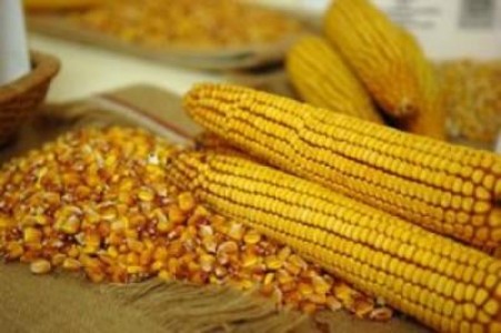 Opinia Autoritatii Europene pentru Siguranta Alimentelor asupra studiul francez referitor la porumbul modificat genetic NK603 si a glifosatului