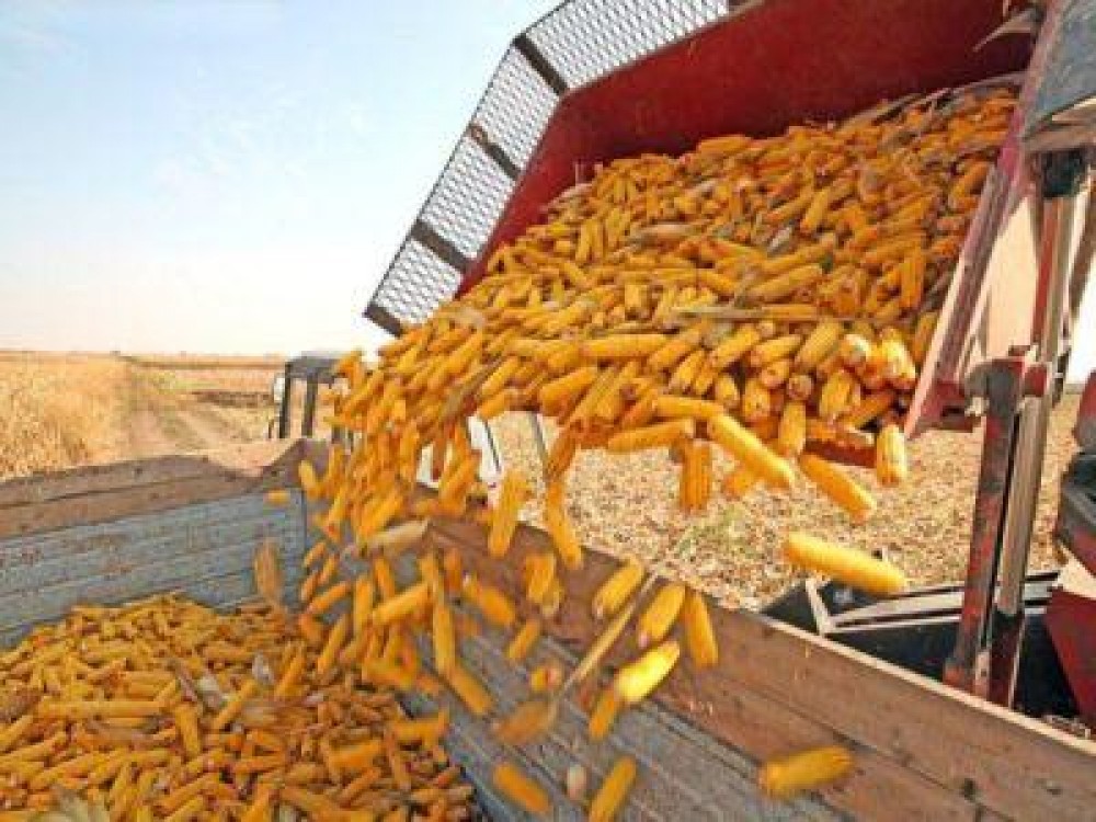 Romania ocupa locul I in UE, la productia de porumb