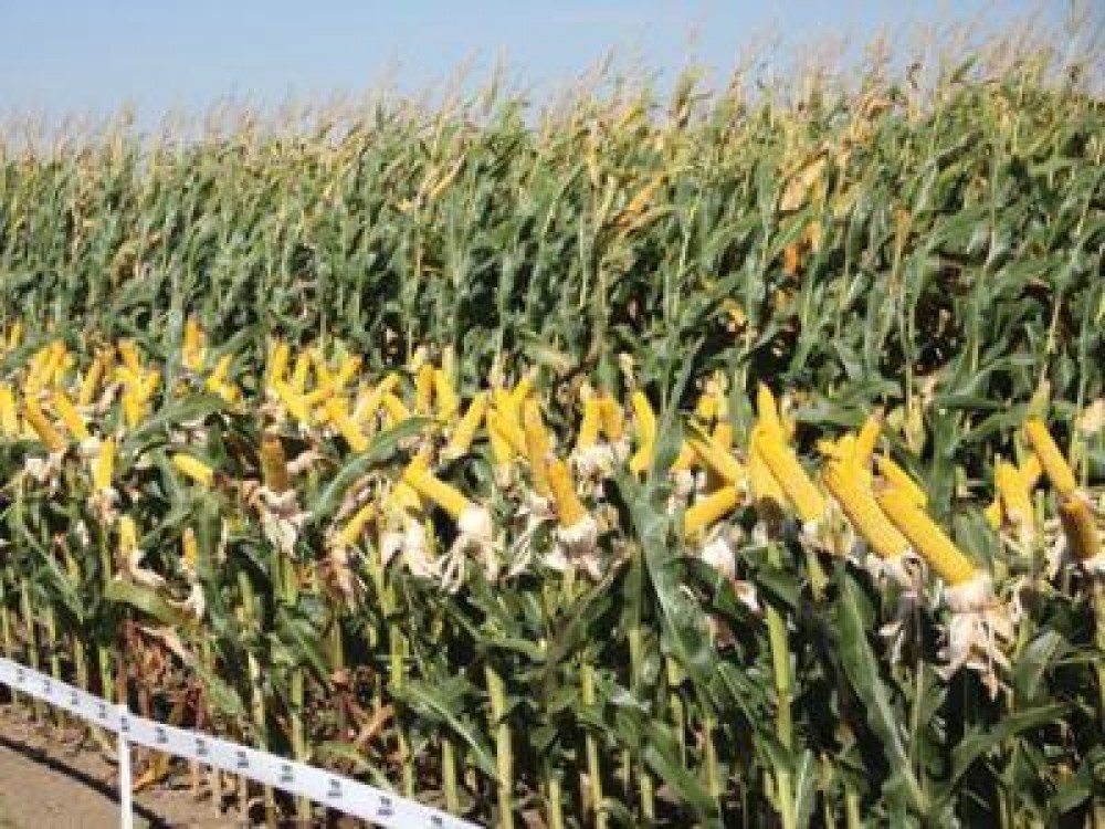 Pretul porumbului a coborat in acest an la minimul istoric