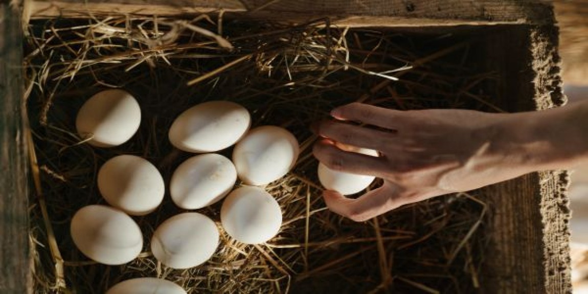 Pozitia si intoarcerea oualor