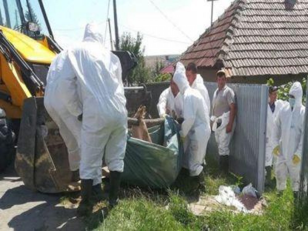 Pesta porcina africana va presupune noi eforturi bugetare si in 2019