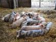 Numarul focarelor de pesta porcina africana s-a redus la 530