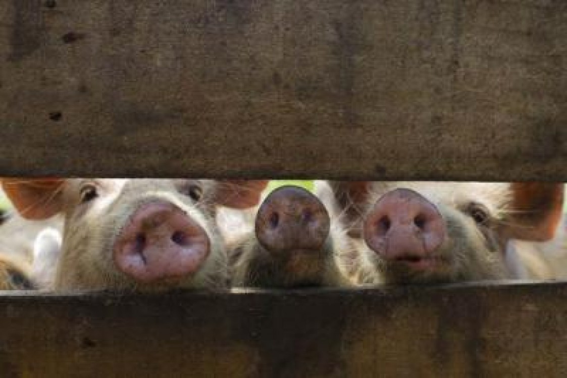 Ministrul Agriculturii: Comisia Europeana nu mai are incredere in noi