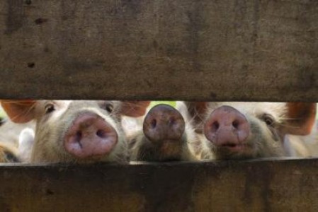 Ministrul Agriculturii: Comisia Europeana nu mai are incredere in noi