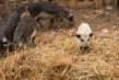 ANSVSA anunta 47 de focare de pesta porcina