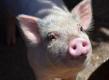 Vietnam, aproape de vaccinul impotriva pestei porcine africane
