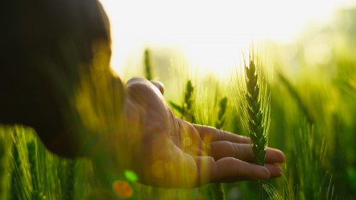Cum pregatim culturile de cereale paioase pentru noul sezon: 4 aspecte-cheie de luat in calcul