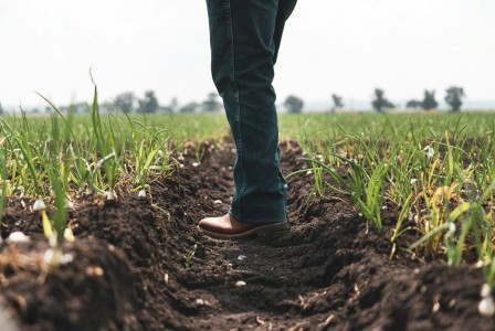 Pregatirea solului - primul pas catre o recolta bogata si sanatoasa