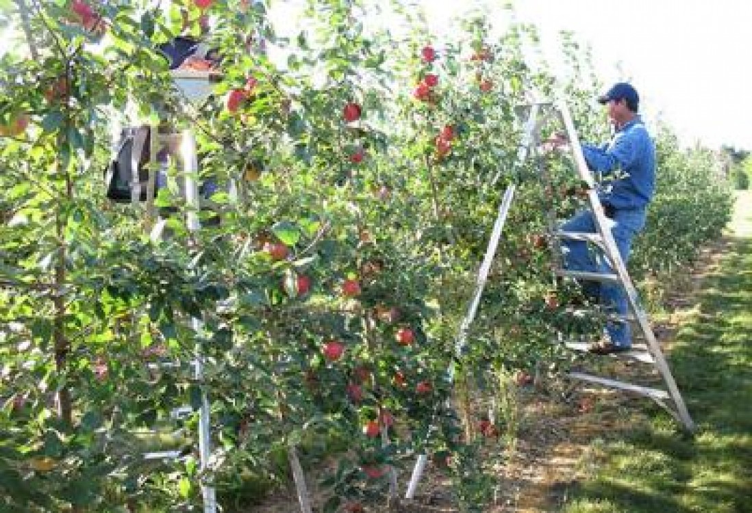 Prelucrare produse pomicole. AFIR ofera aproape 30 de milioane de euro