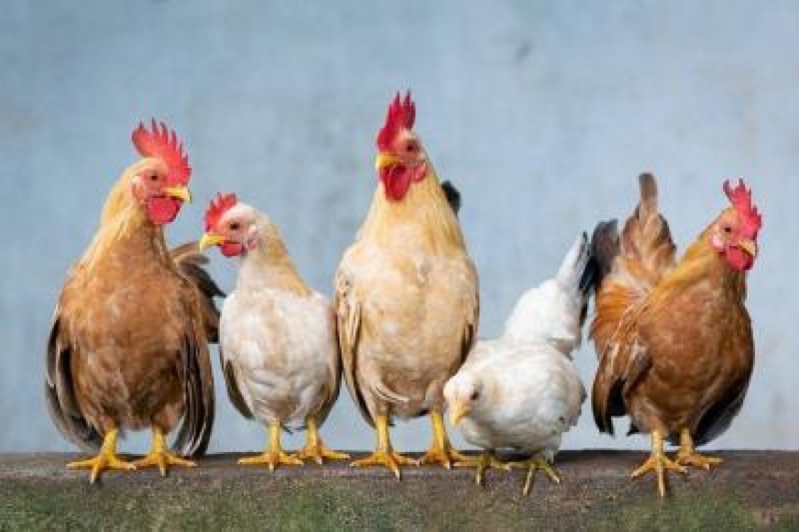 Preturile pentru carnea de pasare din Romania, cele mai mici din UE in 2020