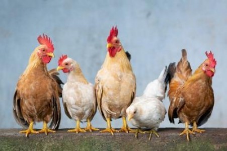 Preturile pentru carnea de pasare din Romania, cele mai mici din UE in 2020